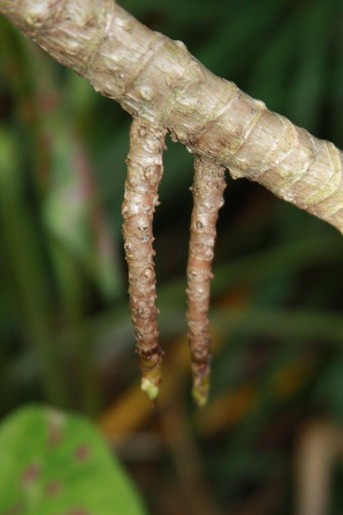 Aerial roots on ti plant? in the Tropicals forum - Garden.org