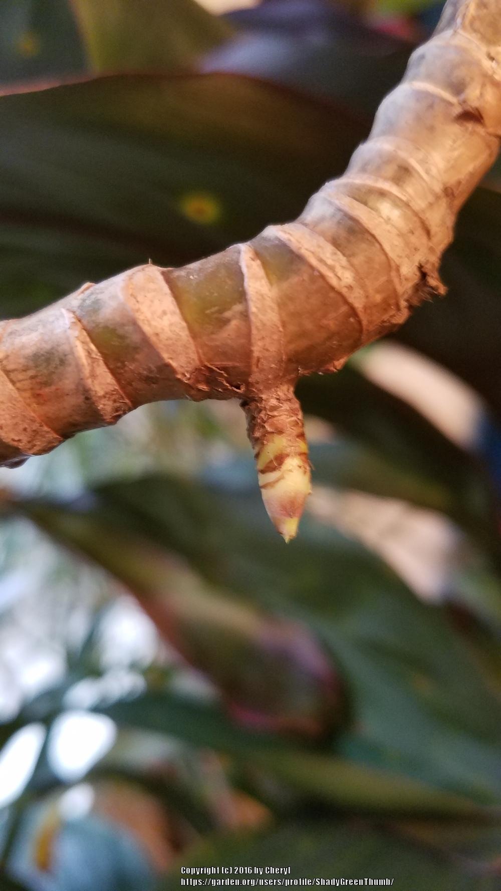 Aerial roots on ti plant? in the Tropicals forum - Garden.org