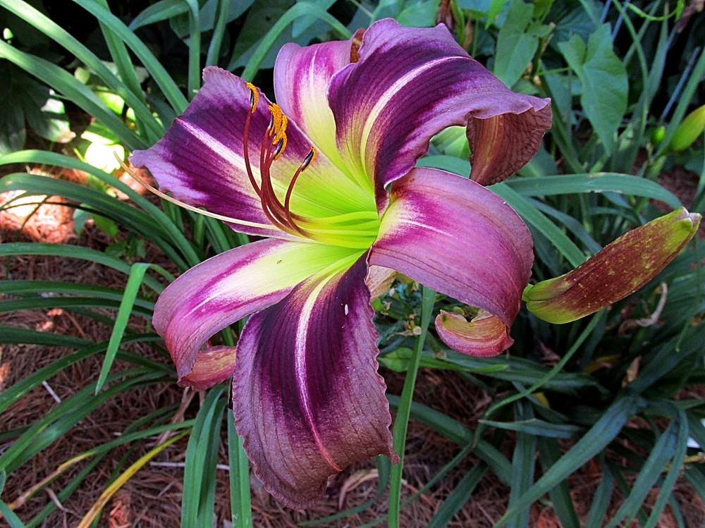 Photo of the bloom of Daylily (Hemerocallis 'Starman's Quest') posted