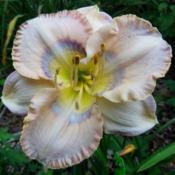 Photo courtesy of Pendergriff South. used with permissi