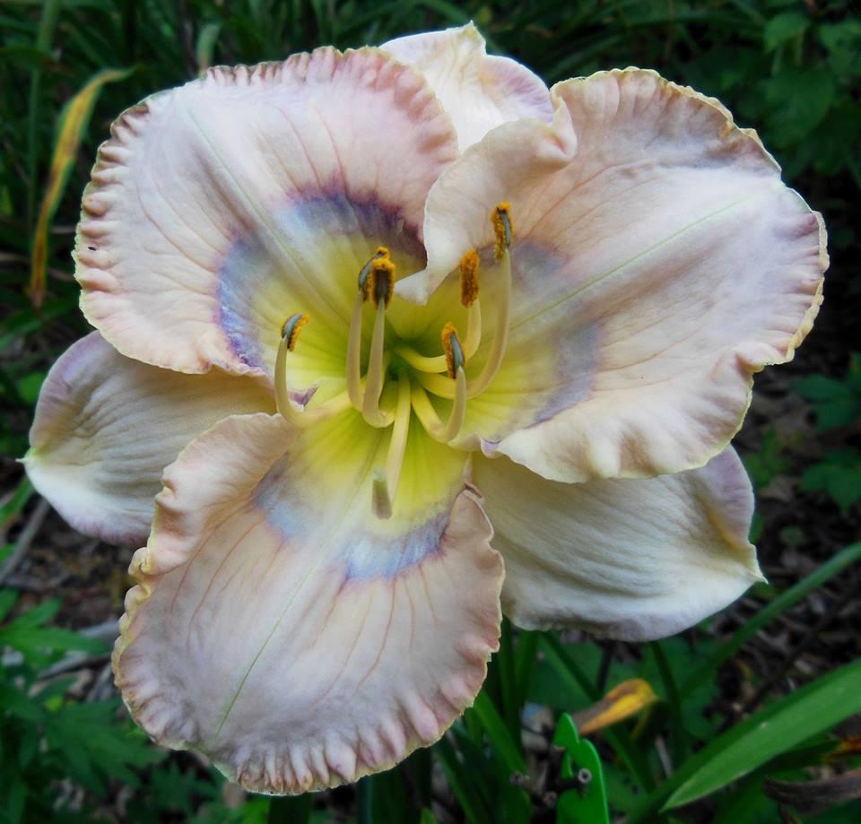 Photo of Daylily (Hemerocallis 'Metallic Butterfly') uploaded by hillbilly