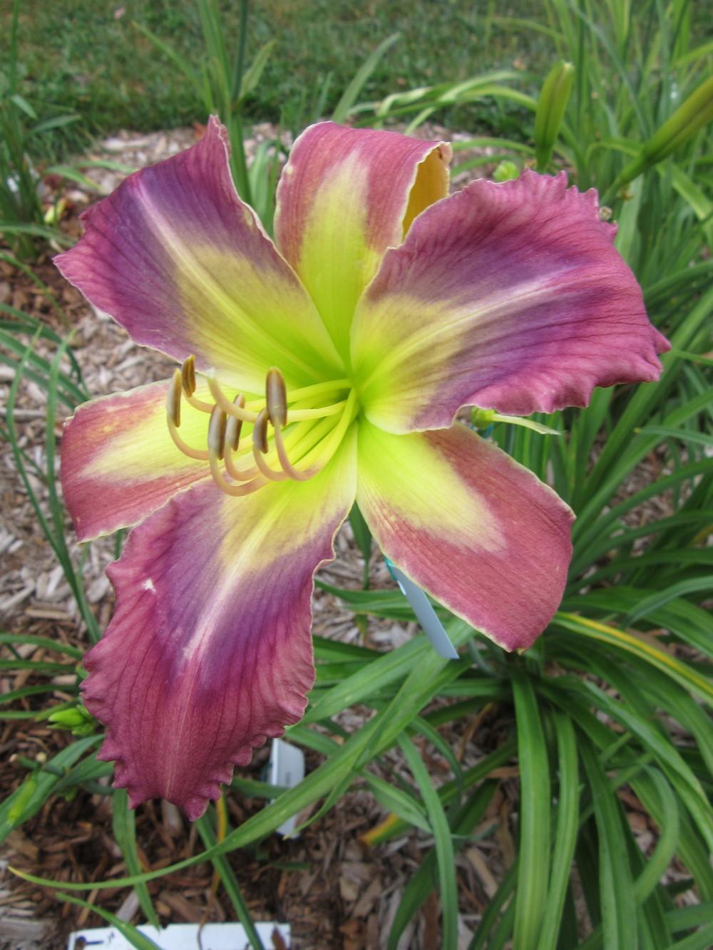 Photo of the bloom of Daylily (Hemerocallis &lsquo;New Design&rsquo;) posted by