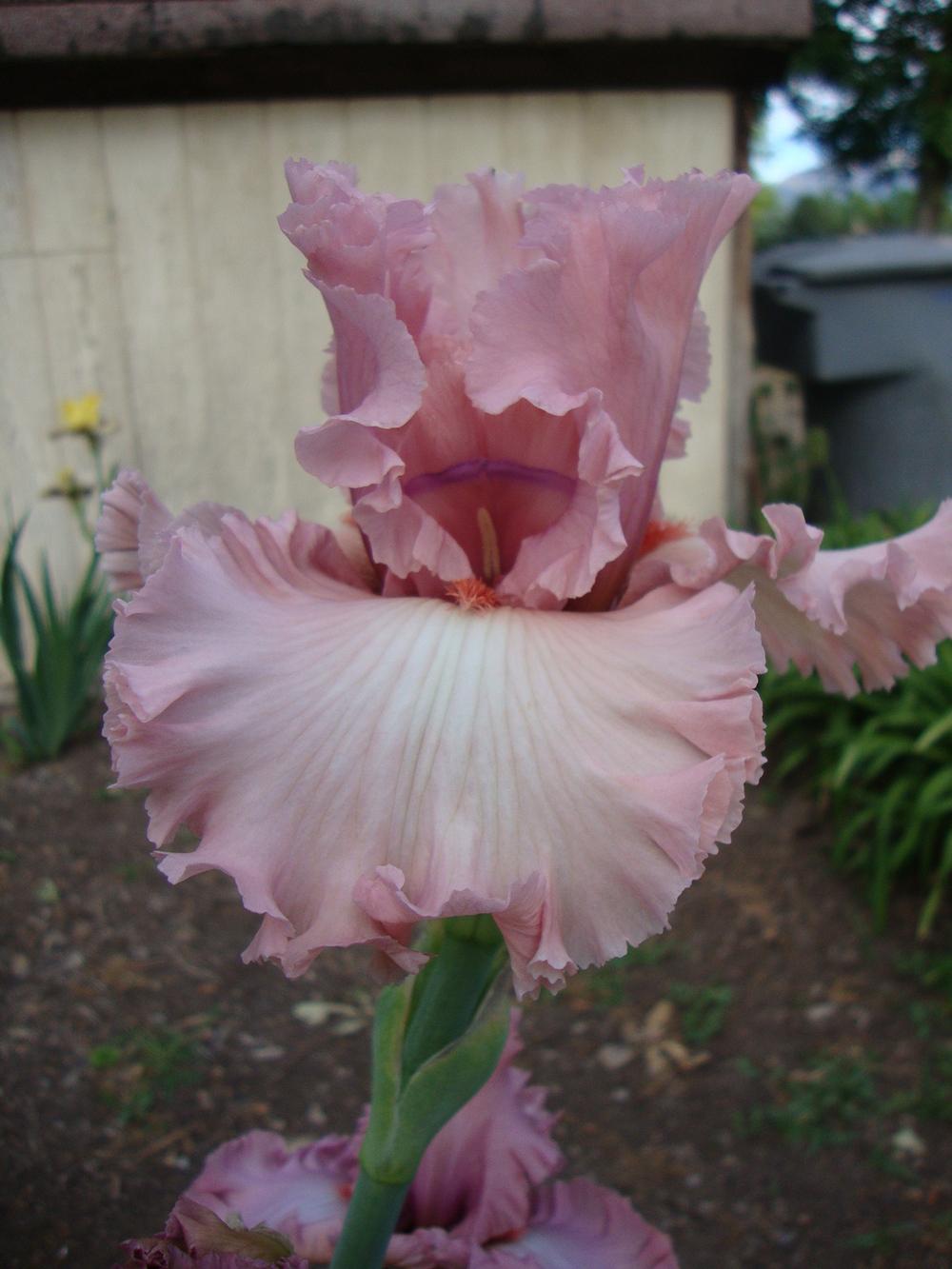 Let's see your ruffles! in the Irises forum - Garden.org