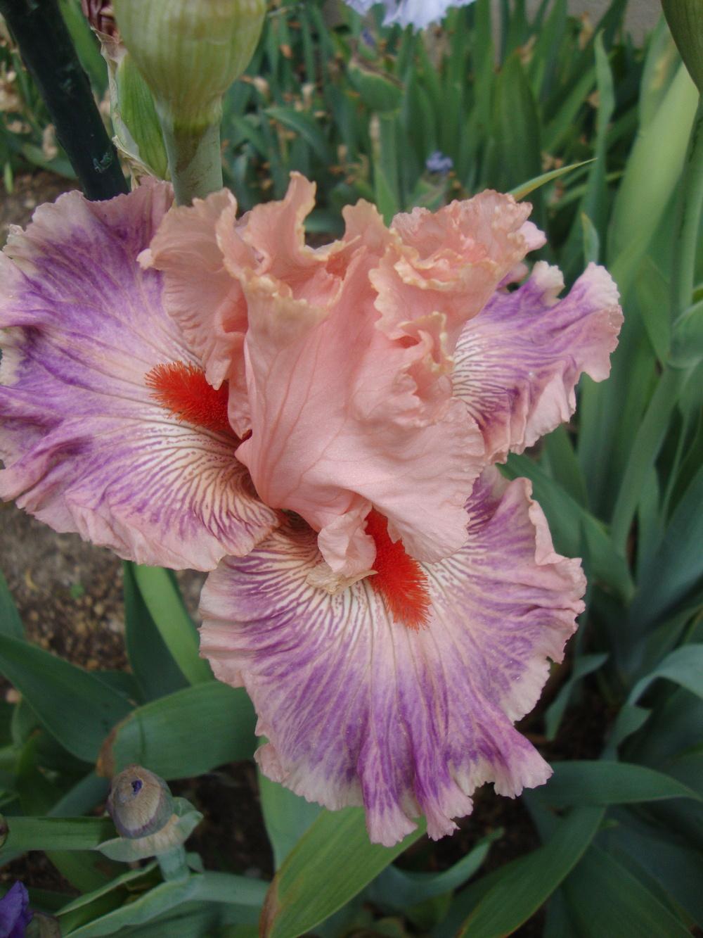 Let's see your ruffles! in the Irises forum - Garden.org