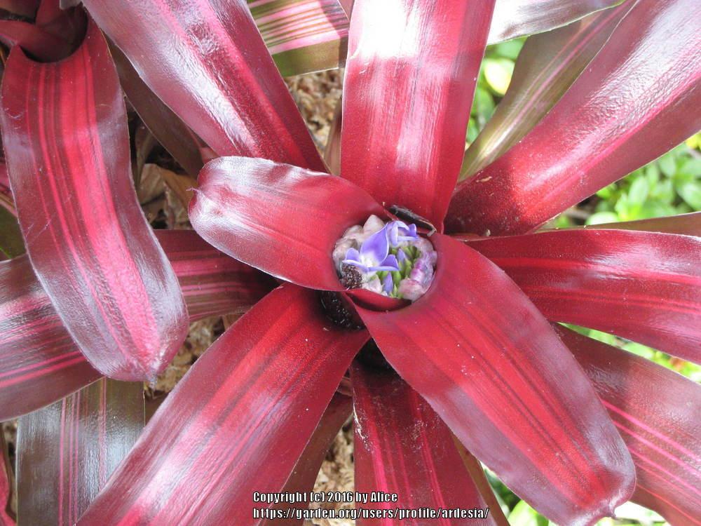 Photo of the bloom of Bromeliad (Neoregelia 'Zoe') posted by ardesia