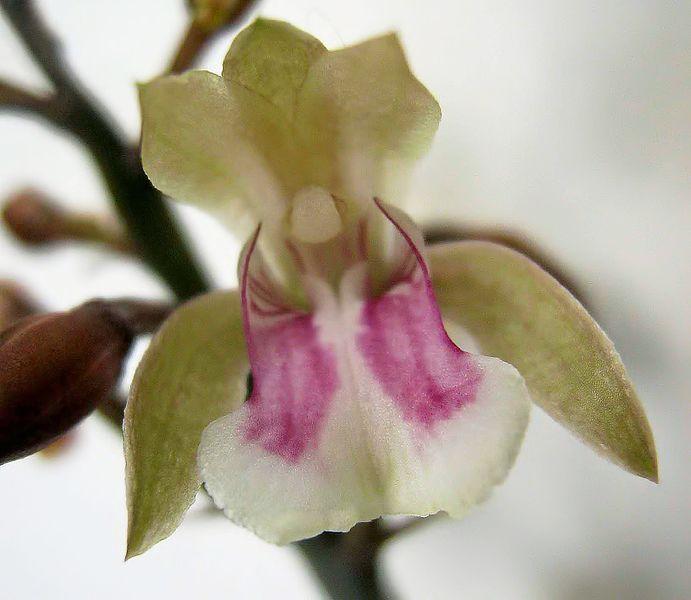 Photo of the bloom of Monk Orchid (Oeceoclades maculata) posted by
