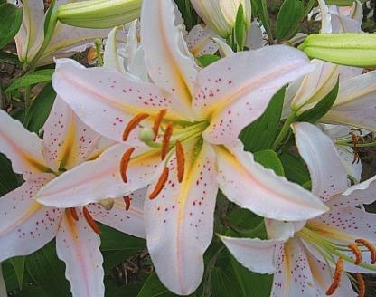 Lily (Lilium 'Demure') in the Lilies Database - Garden.org