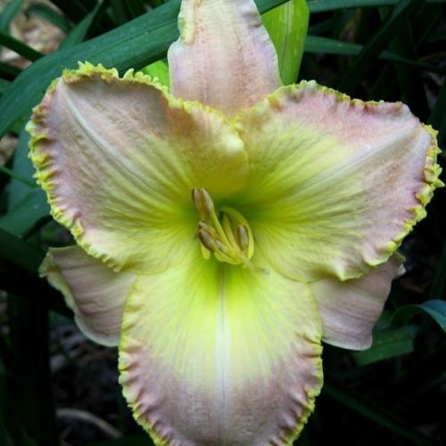 Daylily (Hemerocallis 'With This Ring') in the Daylilies Database