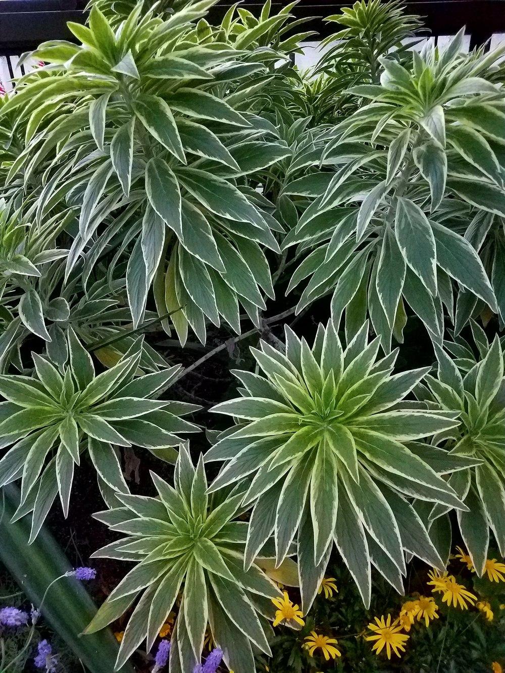 Photo of the leaves of Variegated Pride of Madeira (Echium