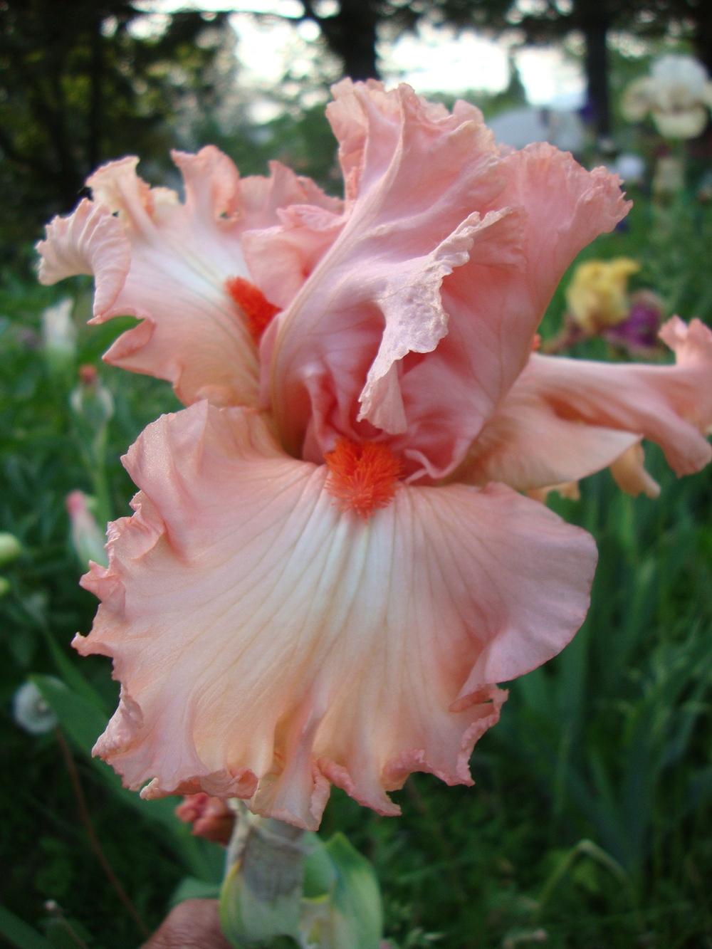 Photo of the bloom of Tall Bearded Iris (Iris 'Guardian Angel') posted