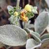 Label said S. scordioides, which is supposed to be a synonym of S
