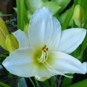 Location: Nora's Garden - Castlegar, B.C.Date: 2016-07-24 7:06 pm. The blossom gets whiter to the end of the day