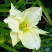 Location: Nora's Garden - Castlegar, B.C.Date: 2014-08-06 8:48 pm. Sepals sometimes start out the day looking ve