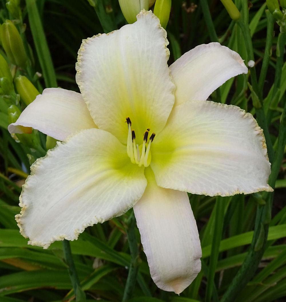 Daylily (Hemerocallis 'Sparkling Snow') in the Daylilies Database