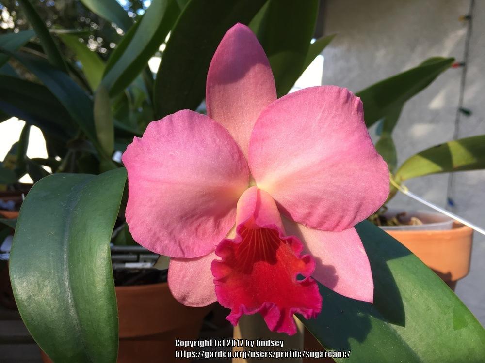 Orchid (Cattleya Royal Beau 'Hihimanu')