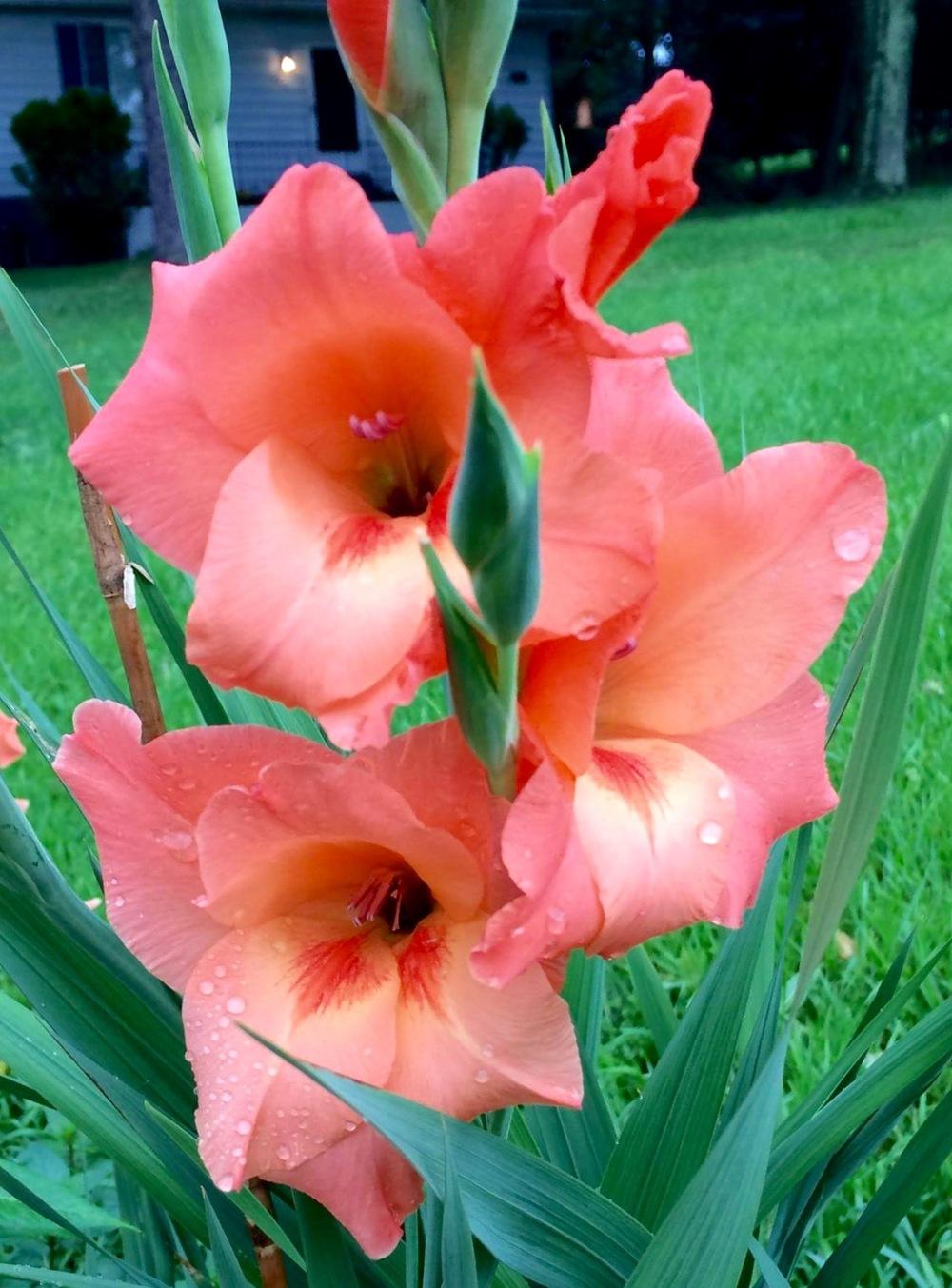 Coral salmon gladiolus in the Bulbs forum