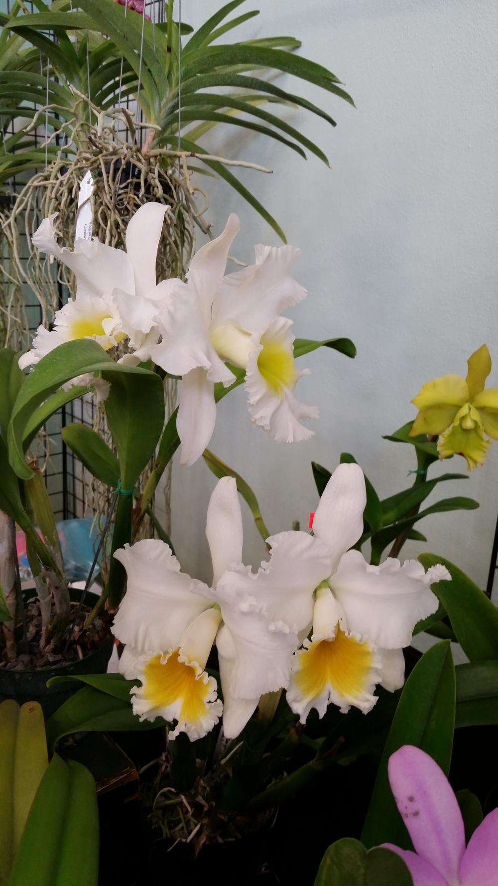 Orchid shows and Orchid shopping 2017 and some 2018 in the Orchids