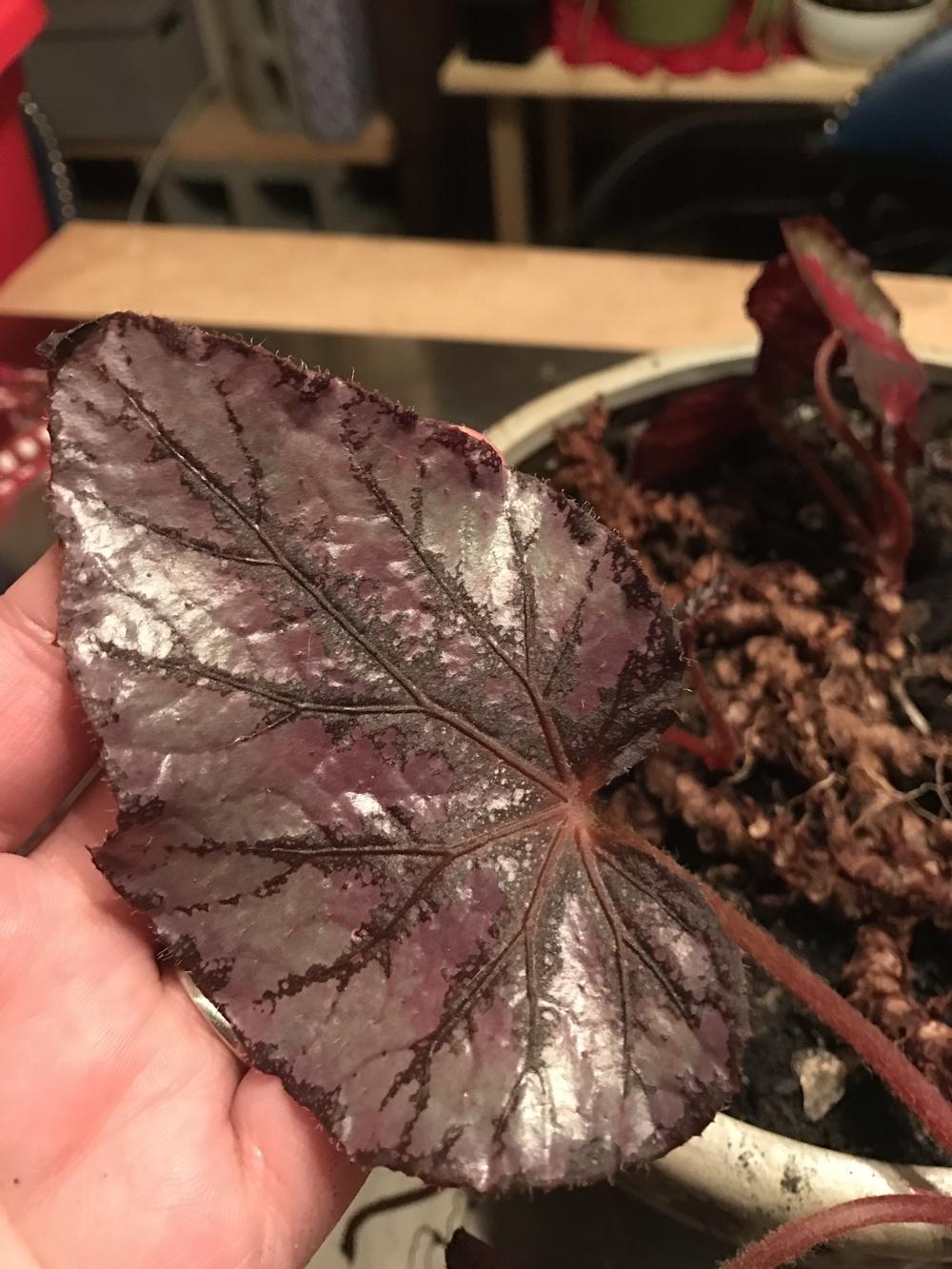 Is this a begonia? Roots growing over the side of the pot? in the Plant