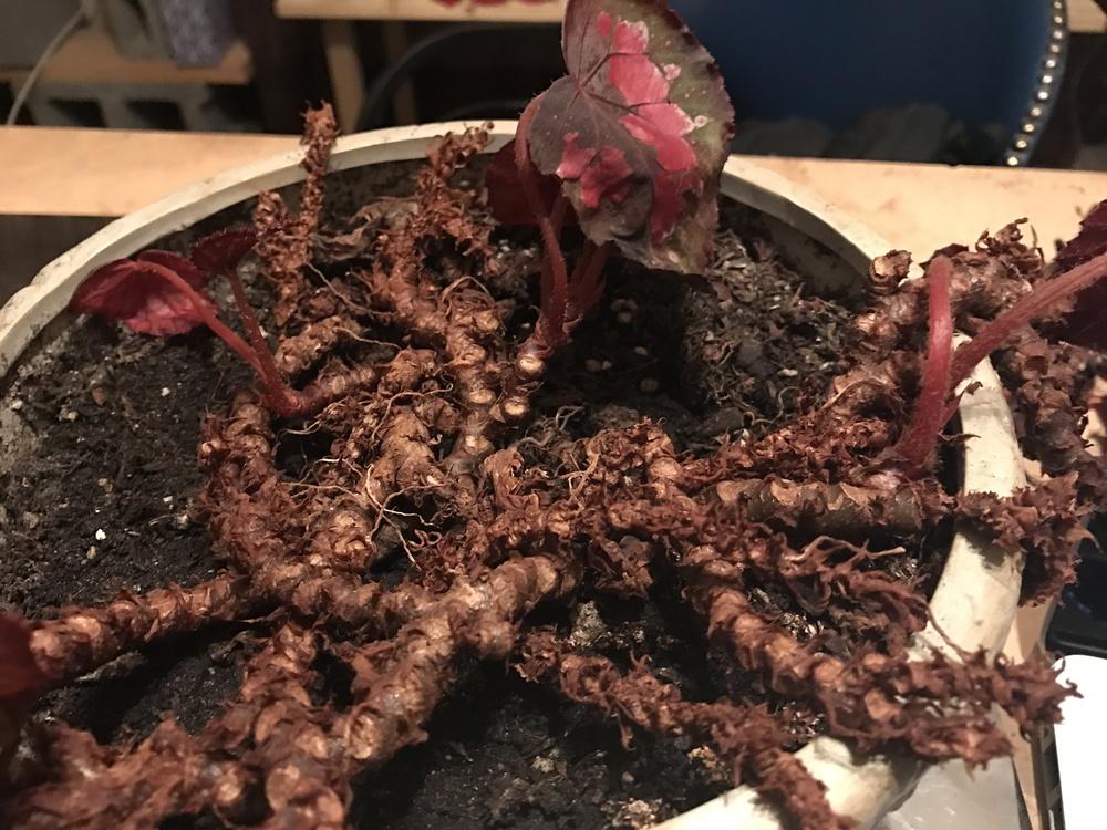 Is this a begonia? Roots growing over the side of the pot? in the Plant