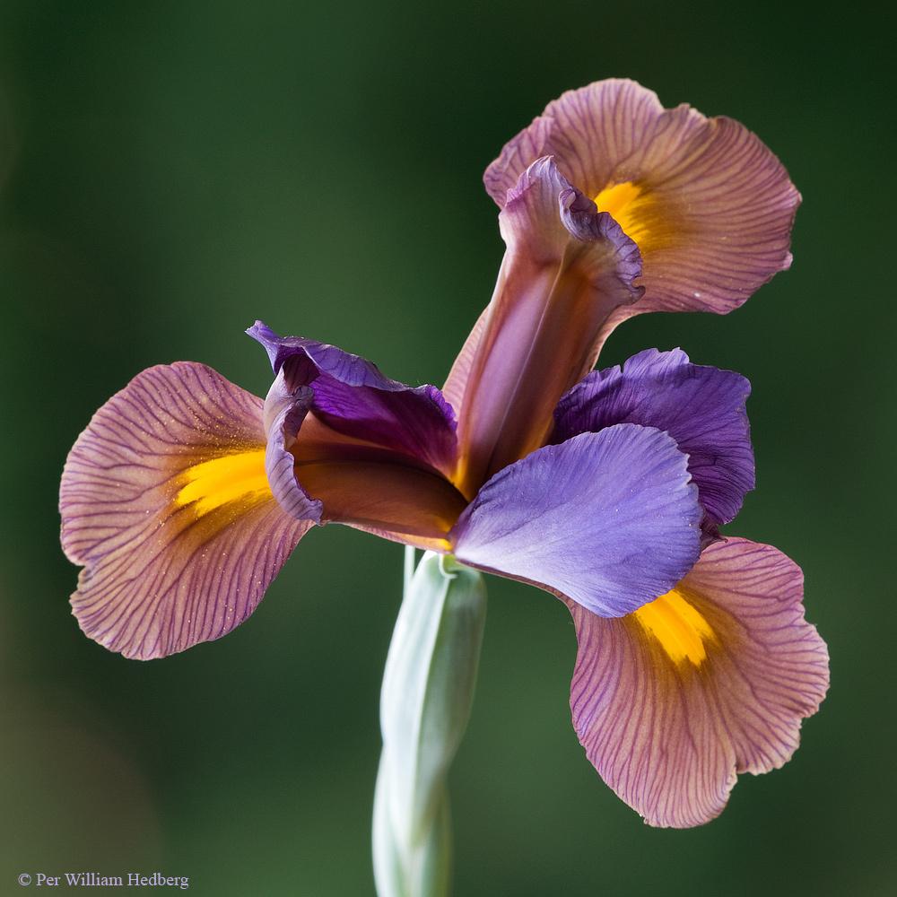 Irises Plant Care and Collection of Varieties