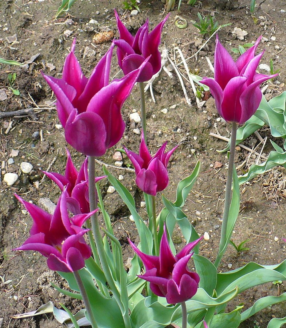 Photo of the bloom of LilyFlowered Tulip (Tulipa 'Purple Dream