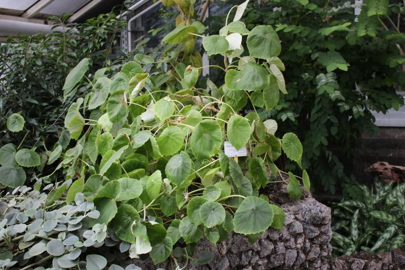 Photo of the entire plant of Fuzzy Leaf Begonia (Begonia peltata