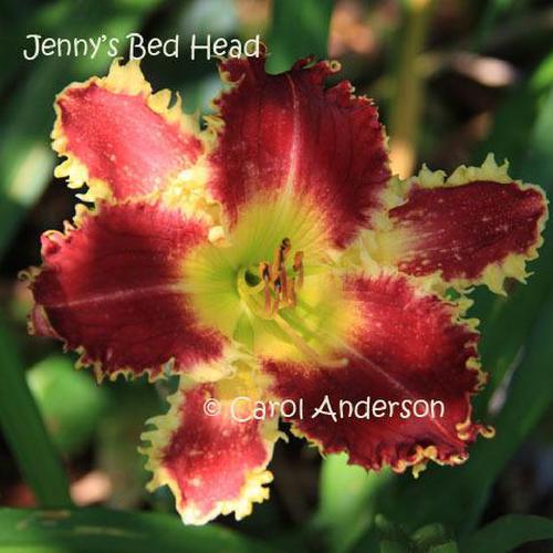 Daylily (Hemerocallis 'Jenny's Bed Head') in the Daylilies Database