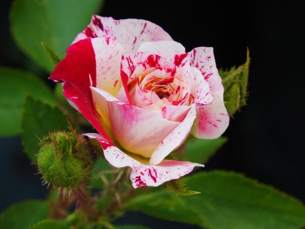 Rose (Rosa ‘Painter’s Palette’) in the Roses Database - Garden.org