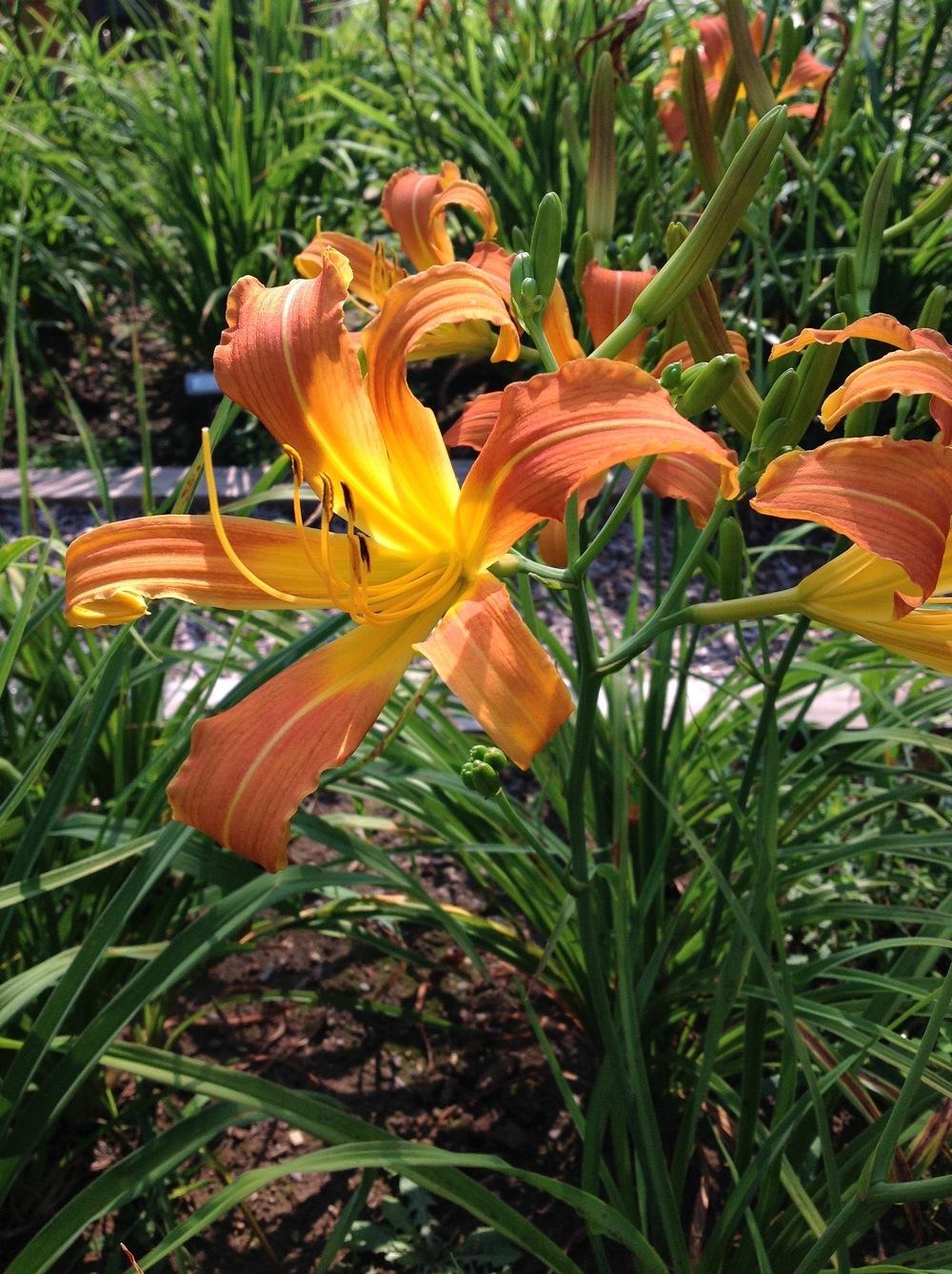 Daylily (Hemerocallis 'Lady Elf') in the Daylilies Database