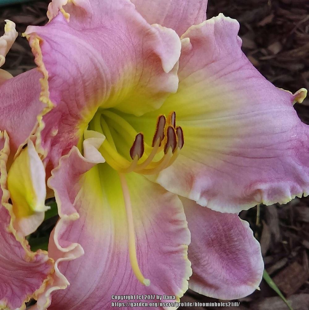 Photo of the bloom of Daylily (Hemerocallis 'Asheville Pink Lady