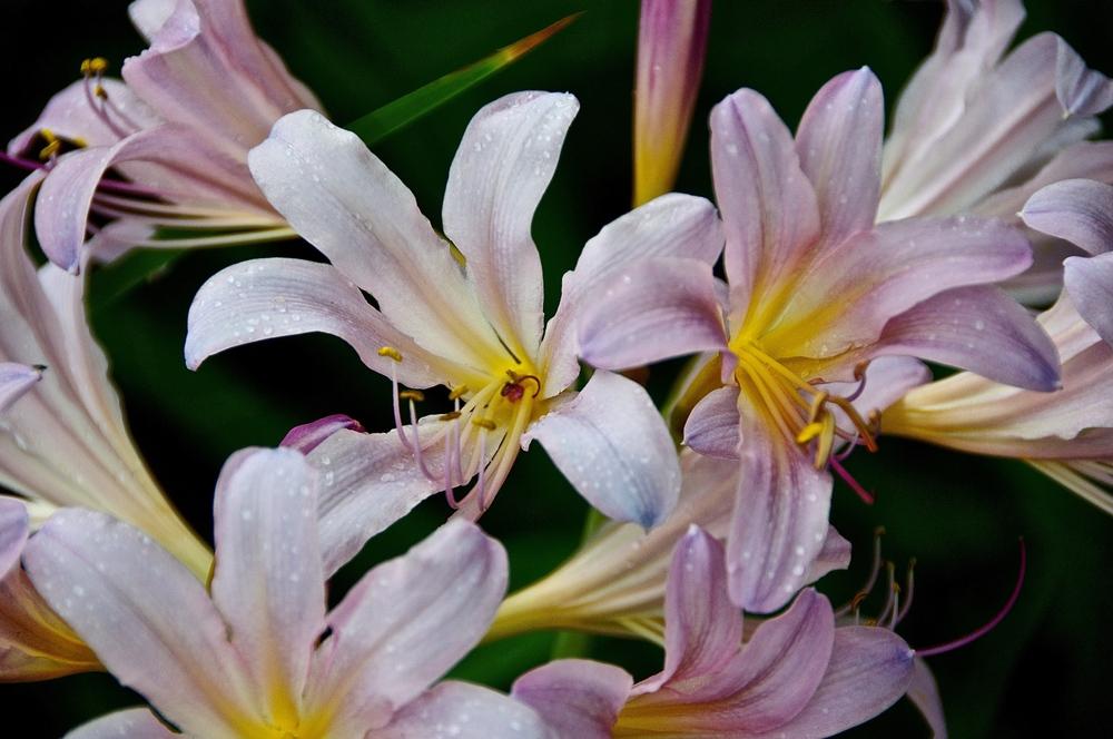 Surprise Lilies (Lycoris) Plant Care and Collection of Varieties