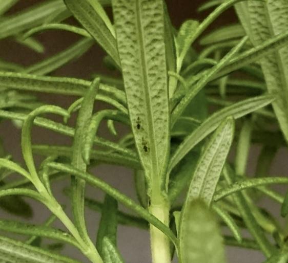 Rosemary Pest in the Ask a Question forum