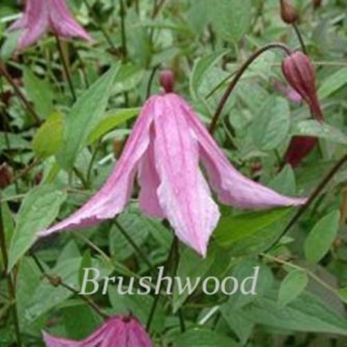 Clematis (Clematis integrifolia 'Pink Delight') in the Clematis