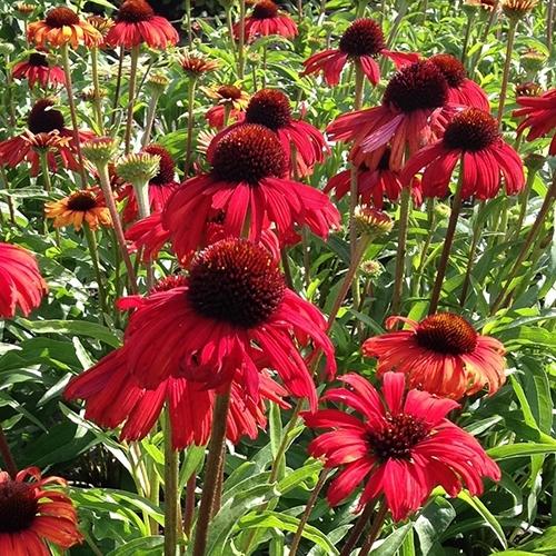 Coneflower (Echinacea 'Postman') in the Coneflowers Database