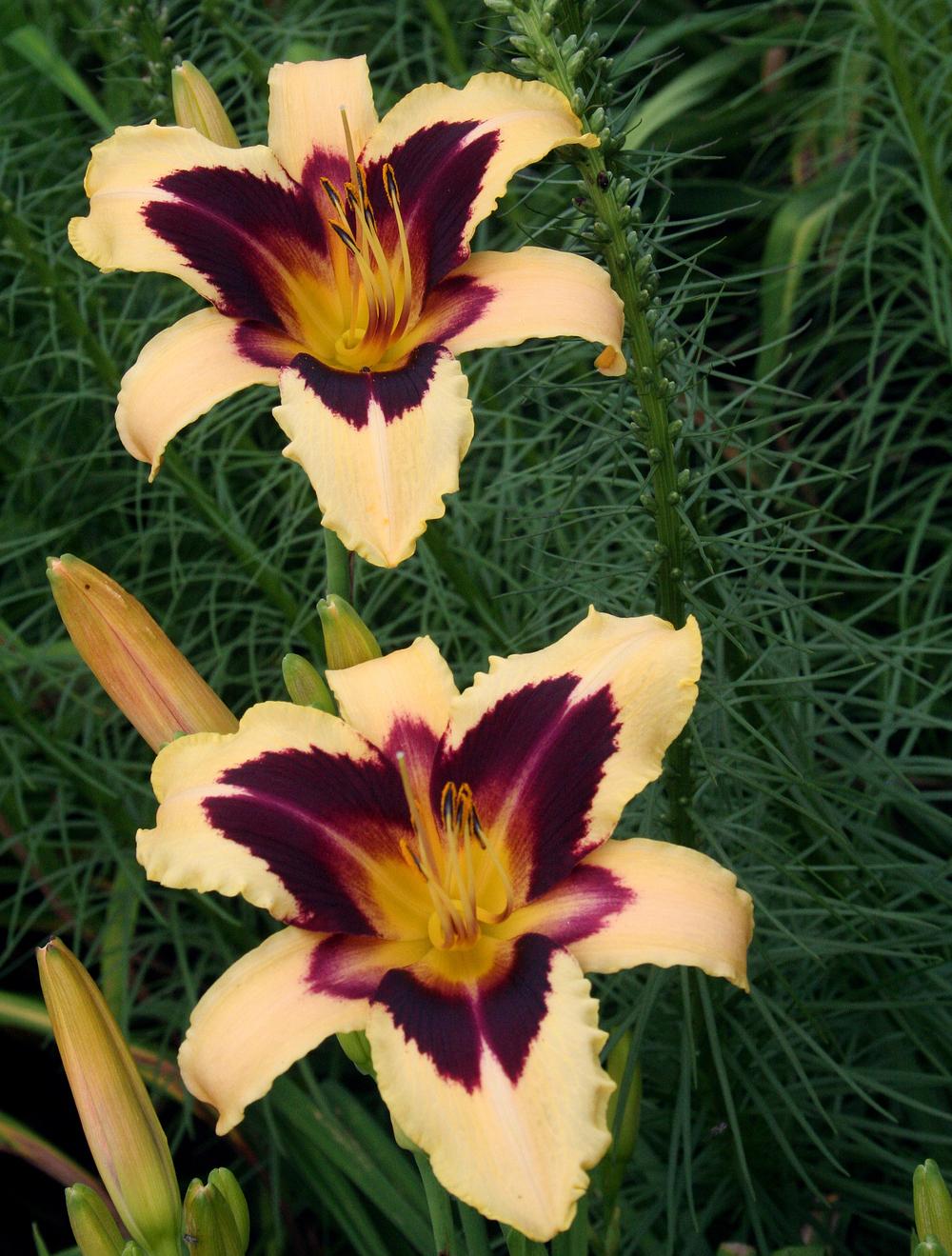 Wild Horses in the Daylilies forum