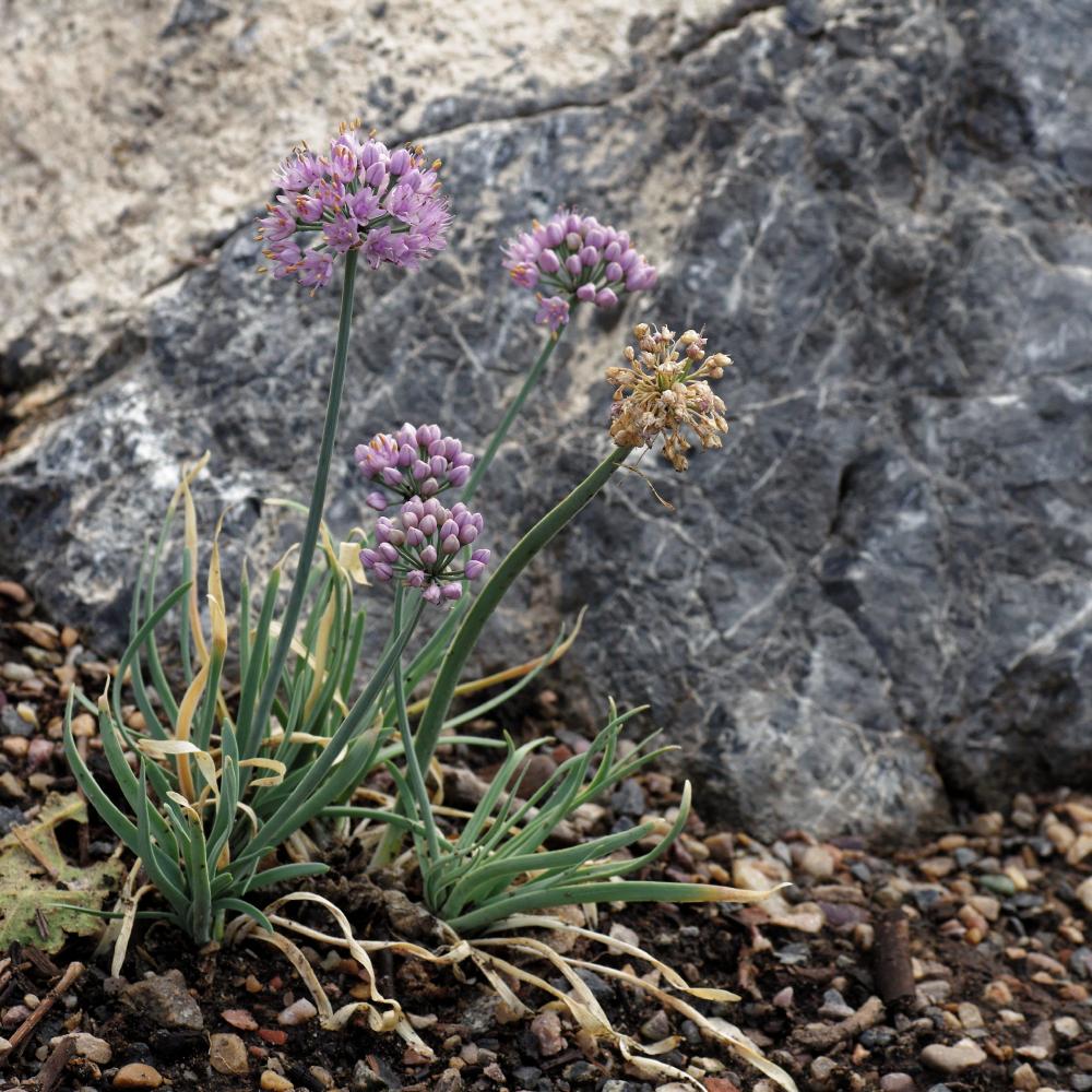 Photo of the entire plant of German Garlic (Allium senescens 'Blue Eddy