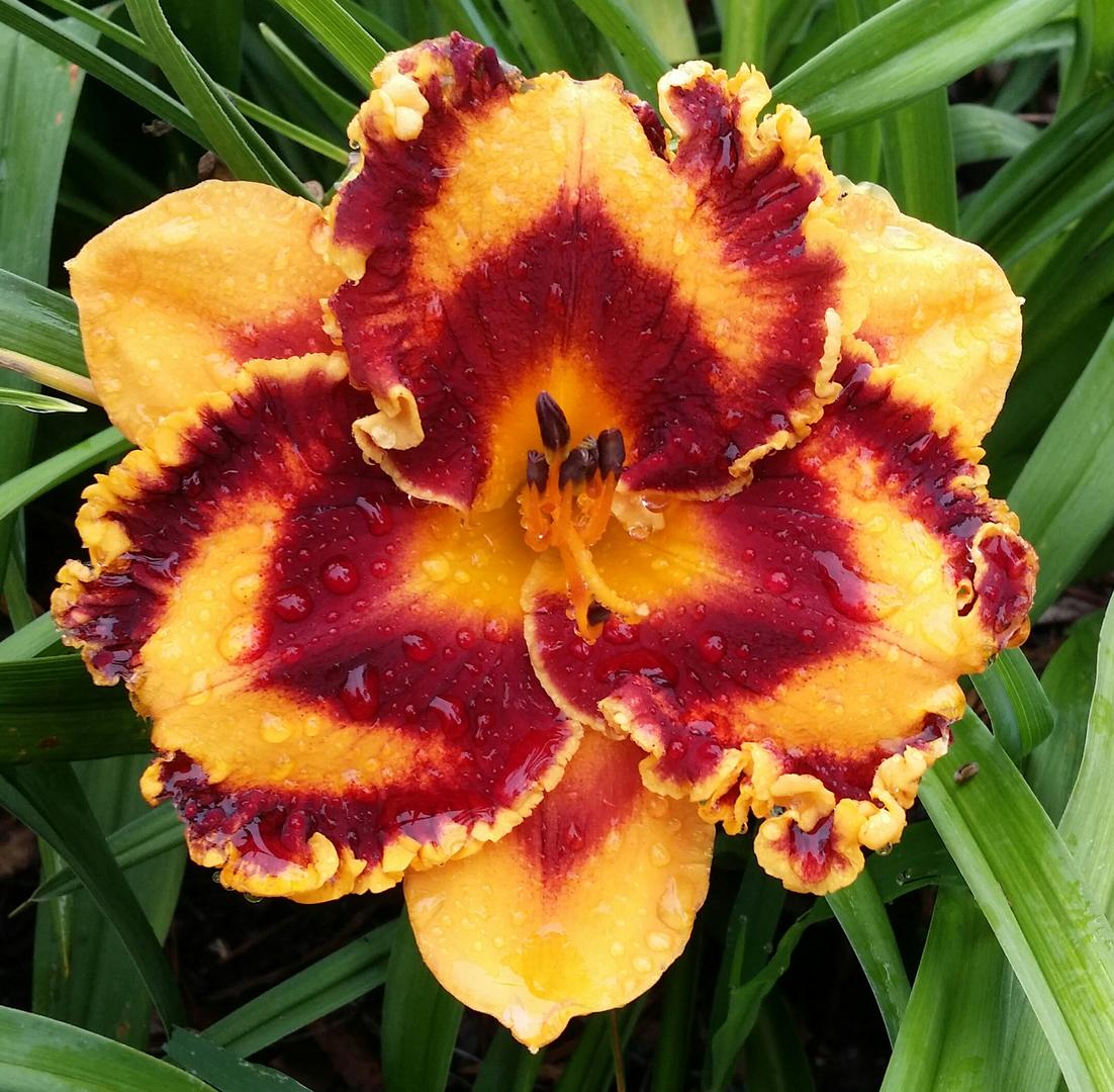 Photo of the bloom of Daylily (Hemerocallis 'Incandescent') posted by