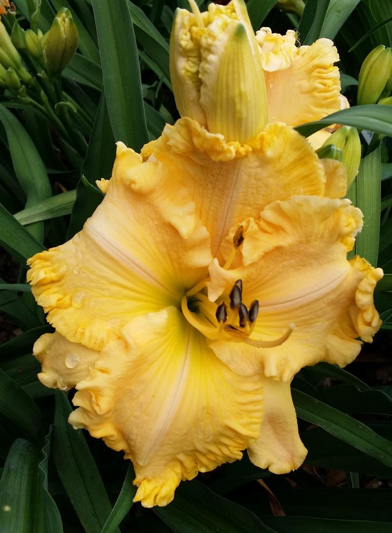 Photo of the bloom of Daylily (Hemerocallis Sunrise') posted