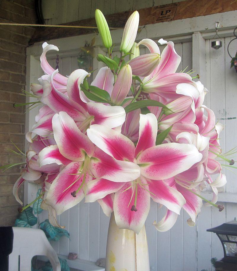 Photo of the bloom of Lily (Lilium 'Candy Club') posted by