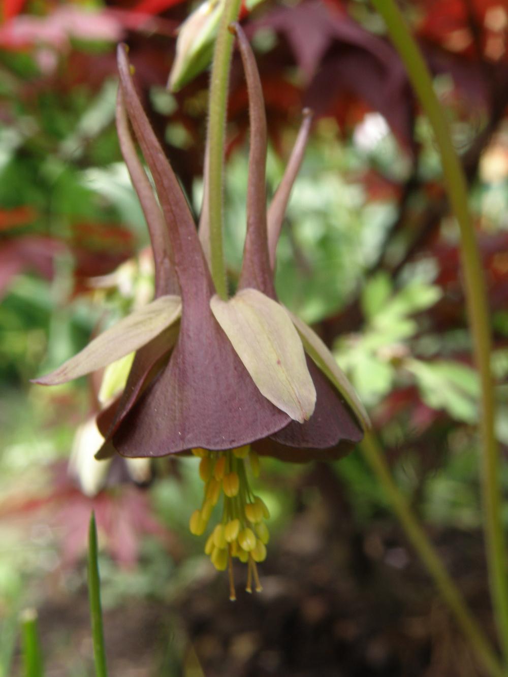 Columbine (Aquilegia viridiflora Chocolate Soldier) in the Columbines