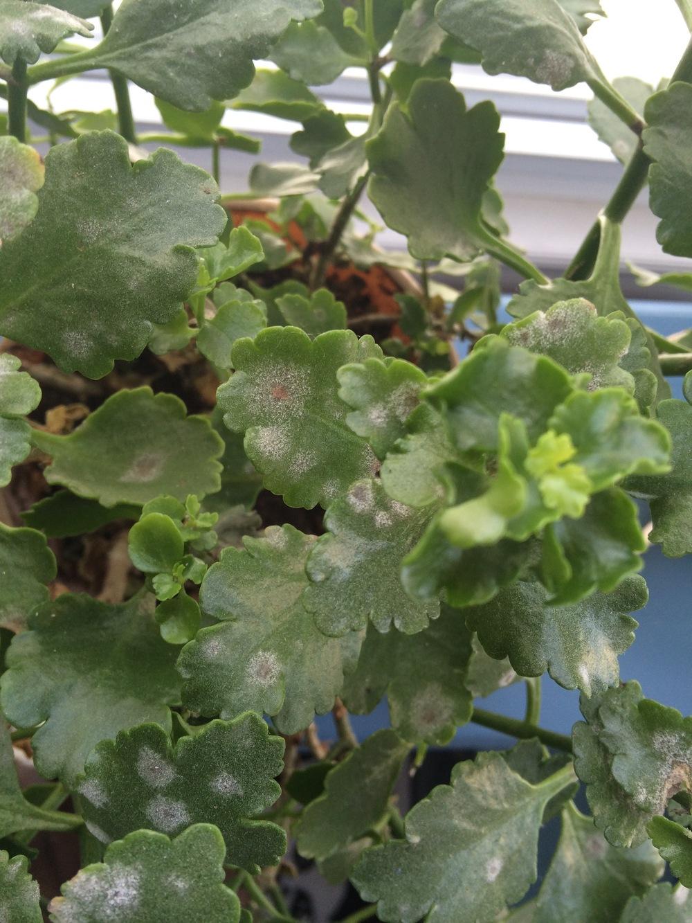 Sick plant Need advice in the Houseplants forum