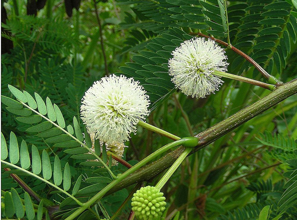 Ear Pod Tree (Enterolobium cyclocarpum) - Garden.org