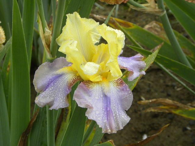 Tall Bearded Iris (Iris 'Moroccan Interlude') in the Irises Database
