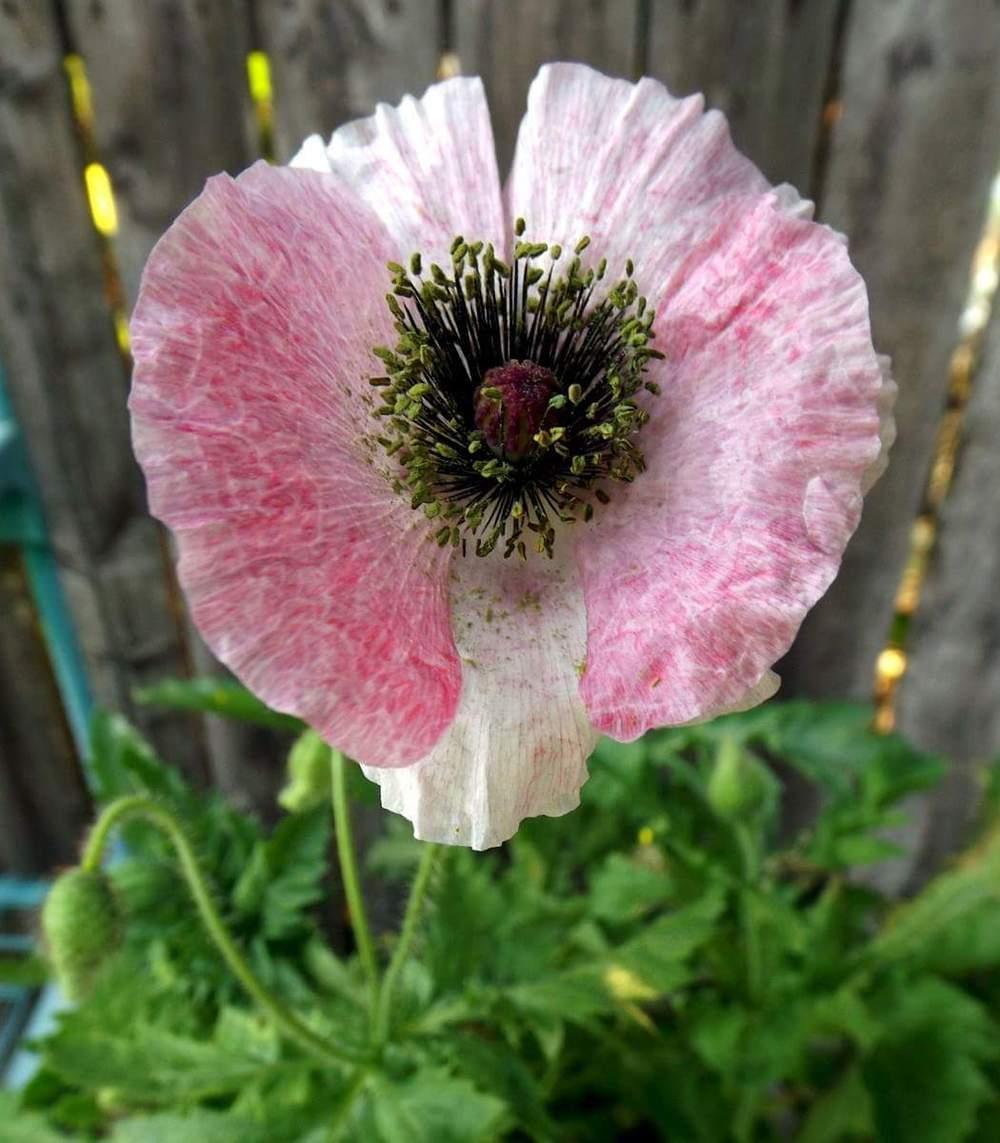 Ice Cube Poppies (Growing Poppies in WarmSpring Areas)