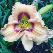 Location: My garden in Warrenville, SCDate: 2016-05-20