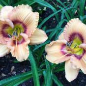 Location: My garden in Warrenville, SCDate: 2016-05-20