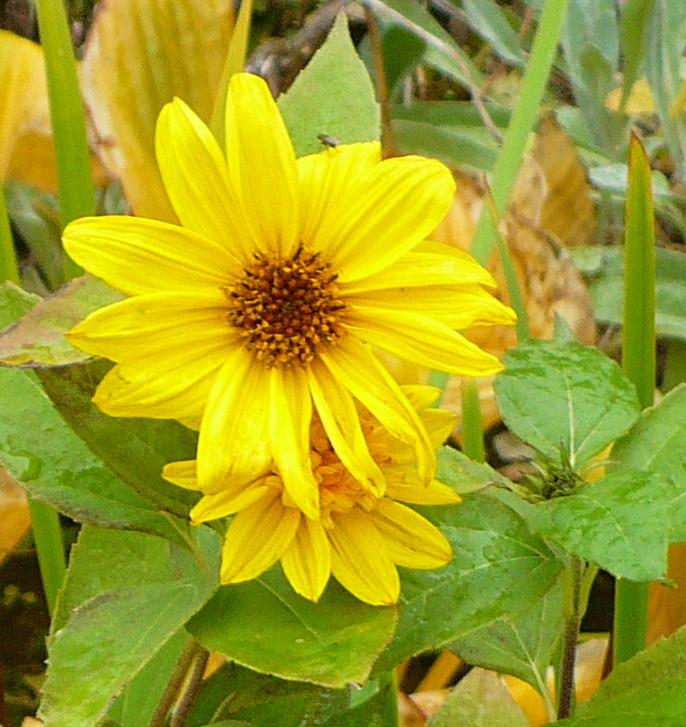 Photo of the bloom of Dwarf Perennial Sunflower (Helianthus 'Happy Days