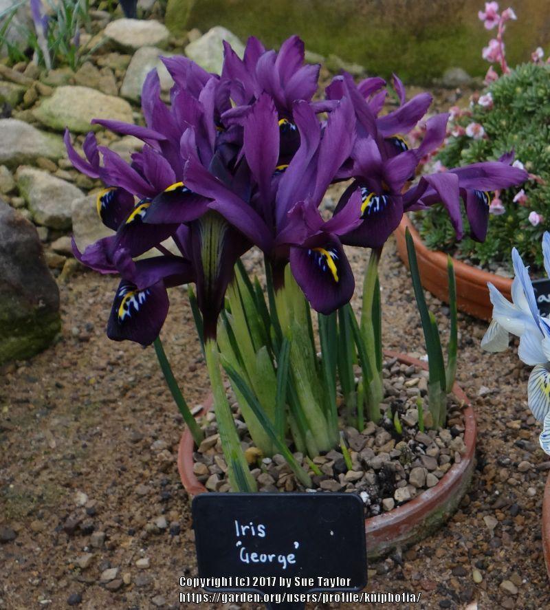 Photo of the entire plant of Reticulated Iris (Iris posted by