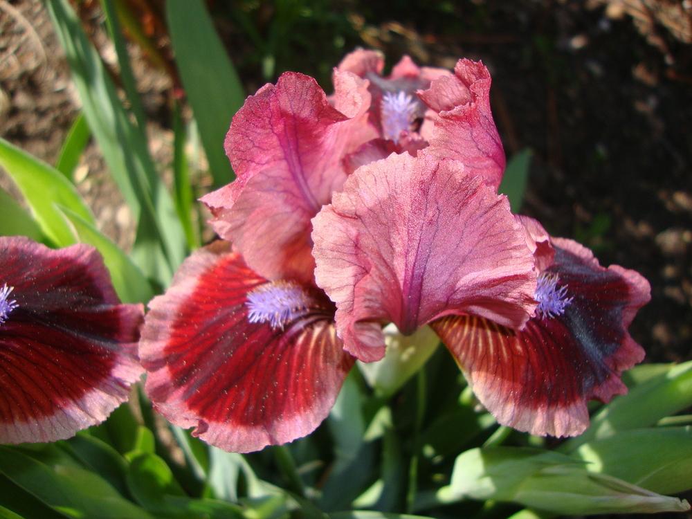 Photo of the bloom of Standard Dwarf Bearded Iris (Iris 'Cat's Eye
