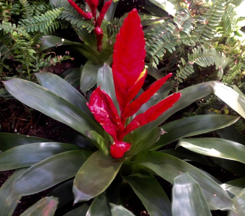 Plant Database forum Vriesea V8211 Intenso Pink